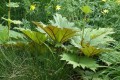 z-diaporama claude_g_plantes aquatiques_tl_tn 